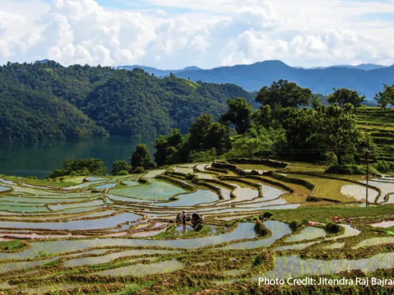 Tiered farmland flooded with water in the Himalayan Mountains.