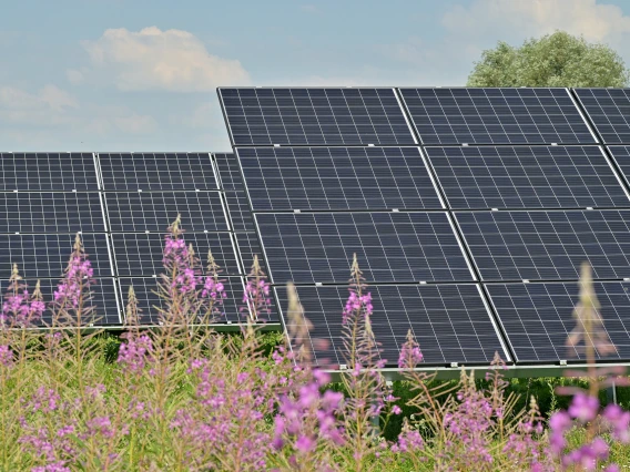 solar panels and plants