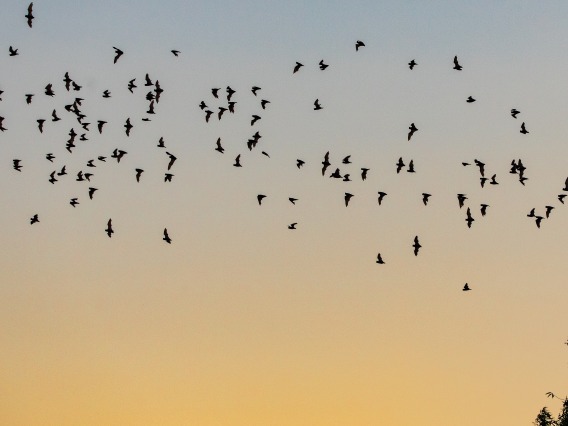 Mexican free-tailed bats leaving their roost in a tree in California at sunset.