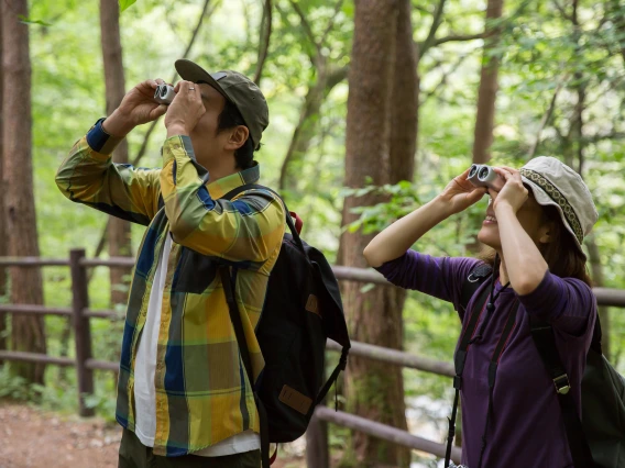 A man and woman look through binoculars on a forest path lined by a wooden fence.