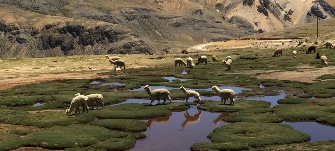 Alpacas grazing in humedales (wetlands) (R. Varady)