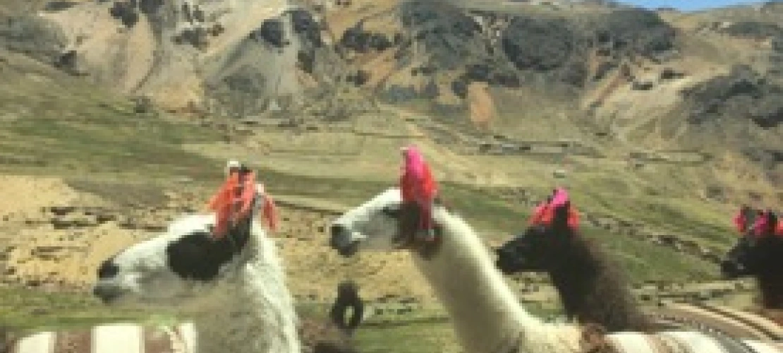 Llamas crossing the road
