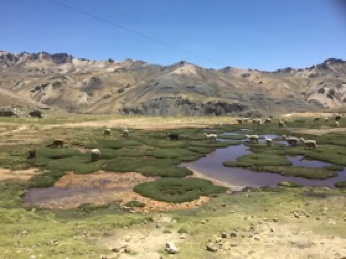 Alpacas grazing in the humedales of the uplands of the Cachi Basin