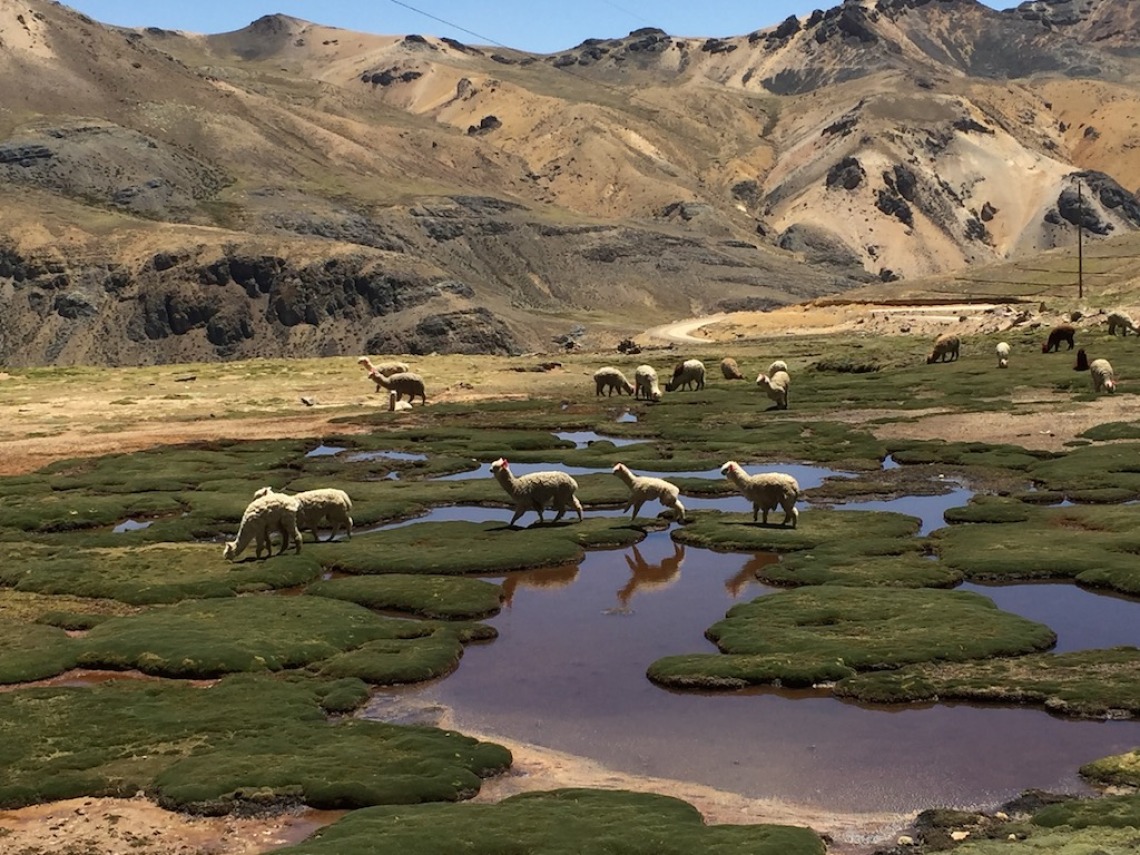 Alpacas grazing in humedales (wetlands) (R. Varady)