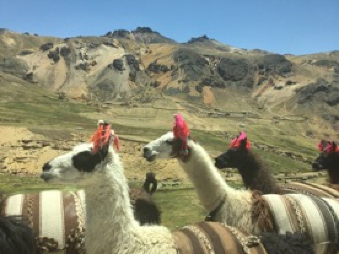 Llamas crossing the road