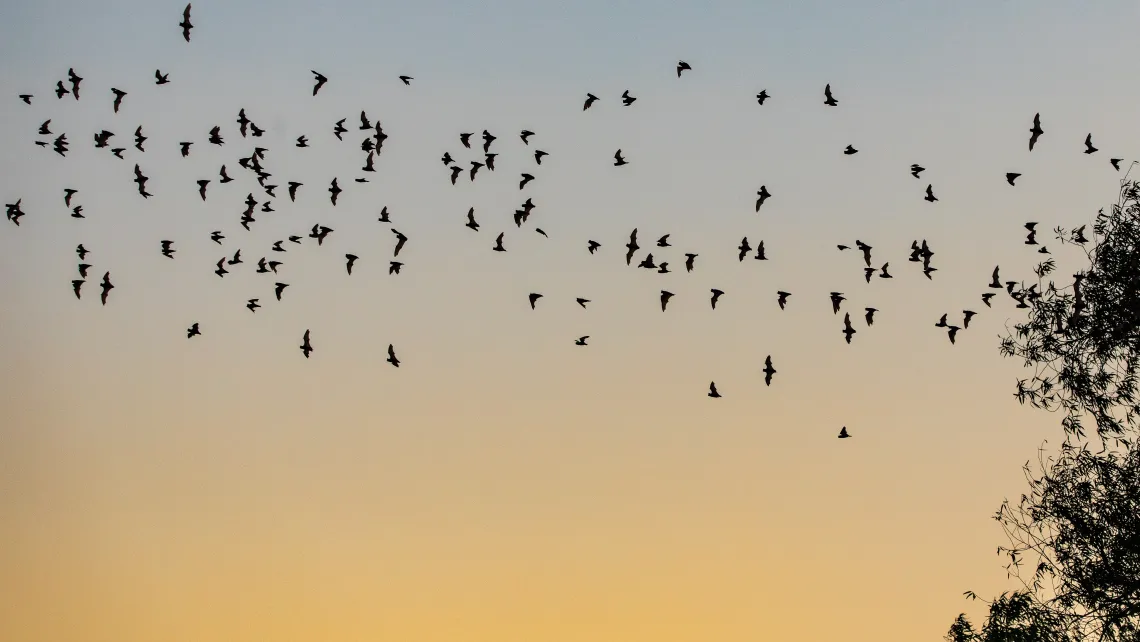 Mexican free-tailed bats leaving their roost in a tree in California at sunset.