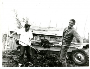 Young Morris K. Udall and his brother Stewart L. Udall at work on the farm in St. Johns, AZ, 1939