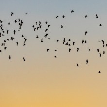 Mexican free-tailed bats leaving their roost in a tree in California at sunset.