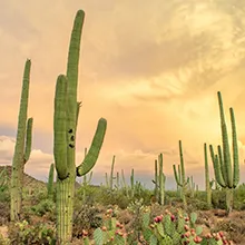 Saguaros dot a Sonoran Desert landscape at sunset.